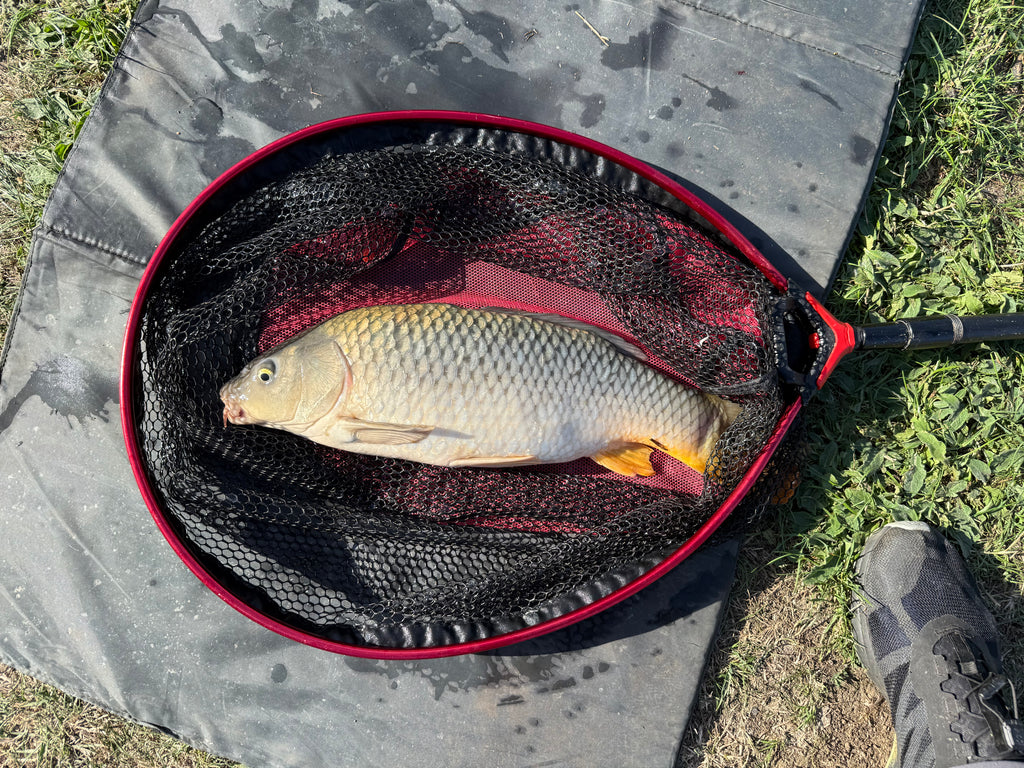 Carp Fishing Bait Dip Box